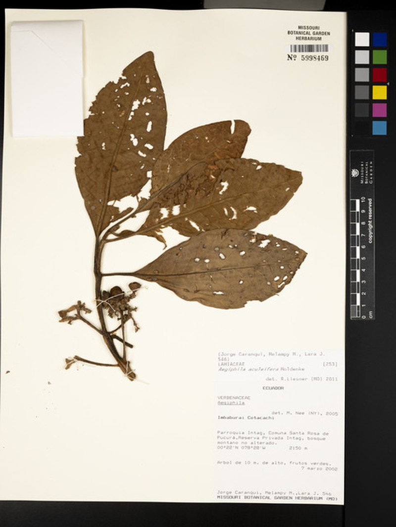 Aegiphila aculeifera