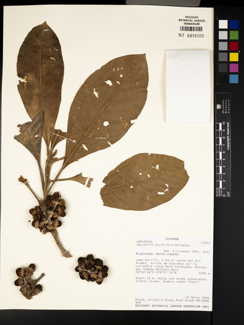 Aegiphila aculeifera photo 2