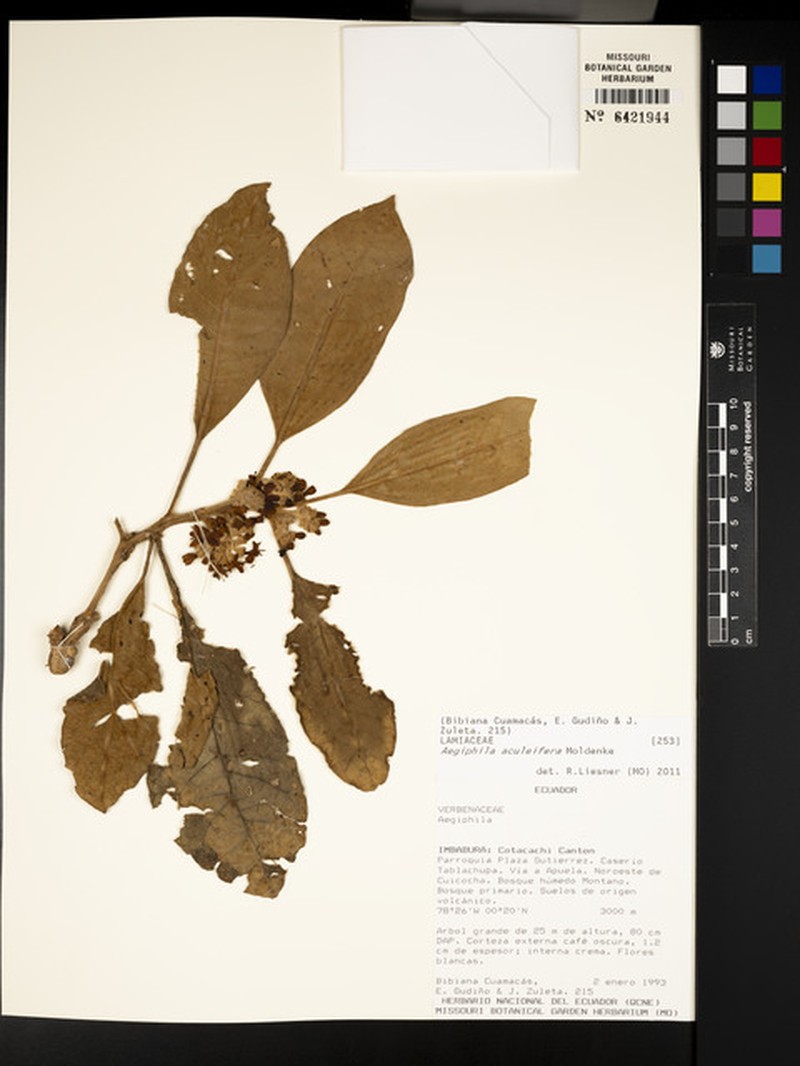 Aegiphila aculeifera photo 3
