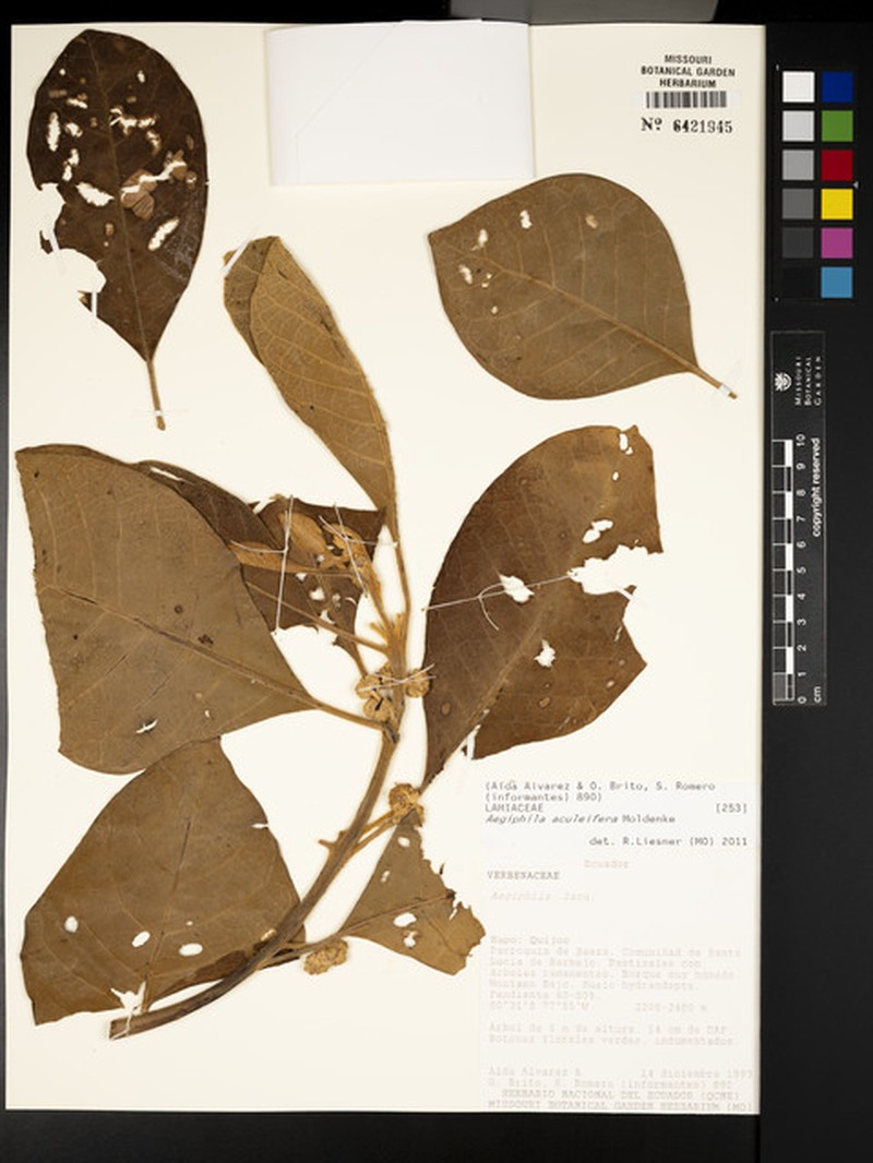 Aegiphila aculeifera photo 4
