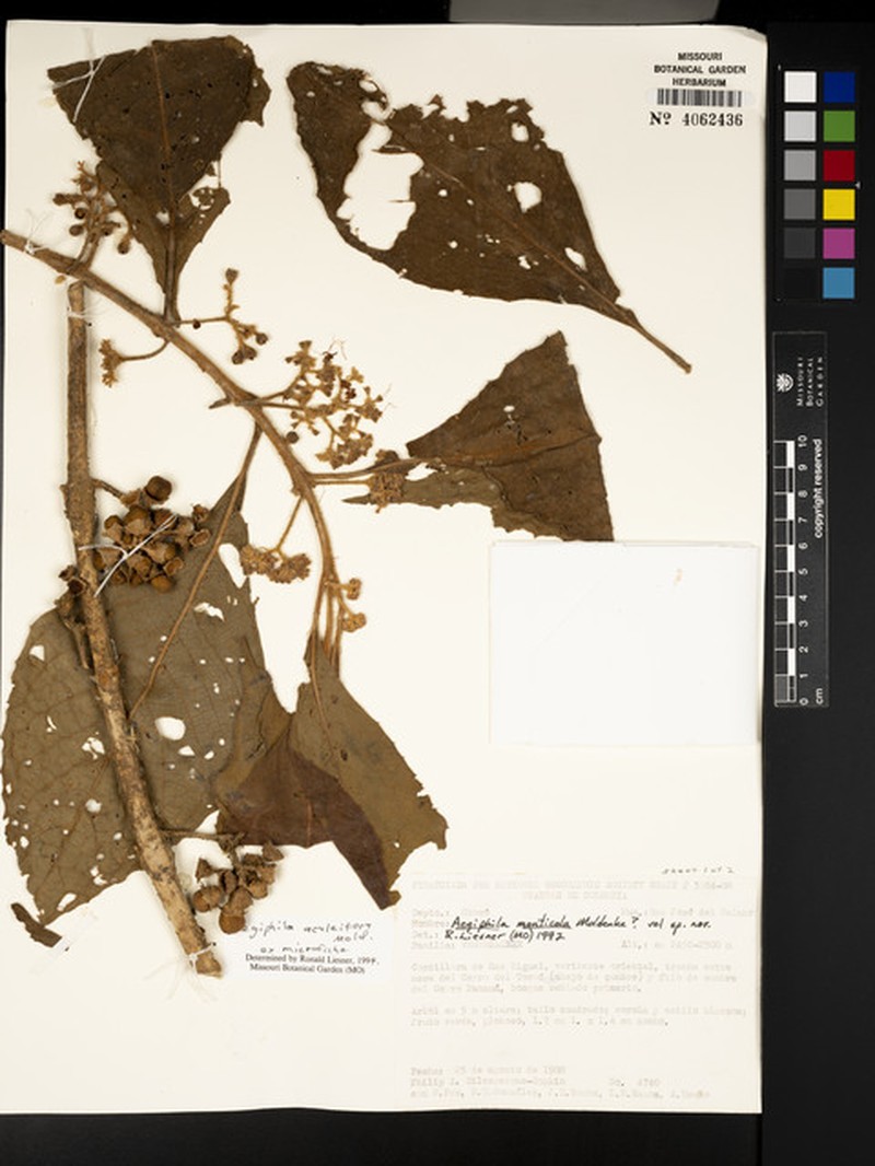 Aegiphila aculeifera photo 5