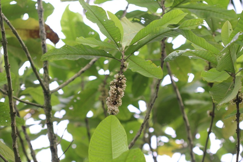 Aegiphila alba