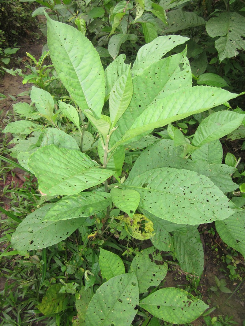 Aegiphila alba photo 2