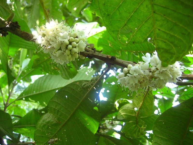 Aegiphila alba photo 4