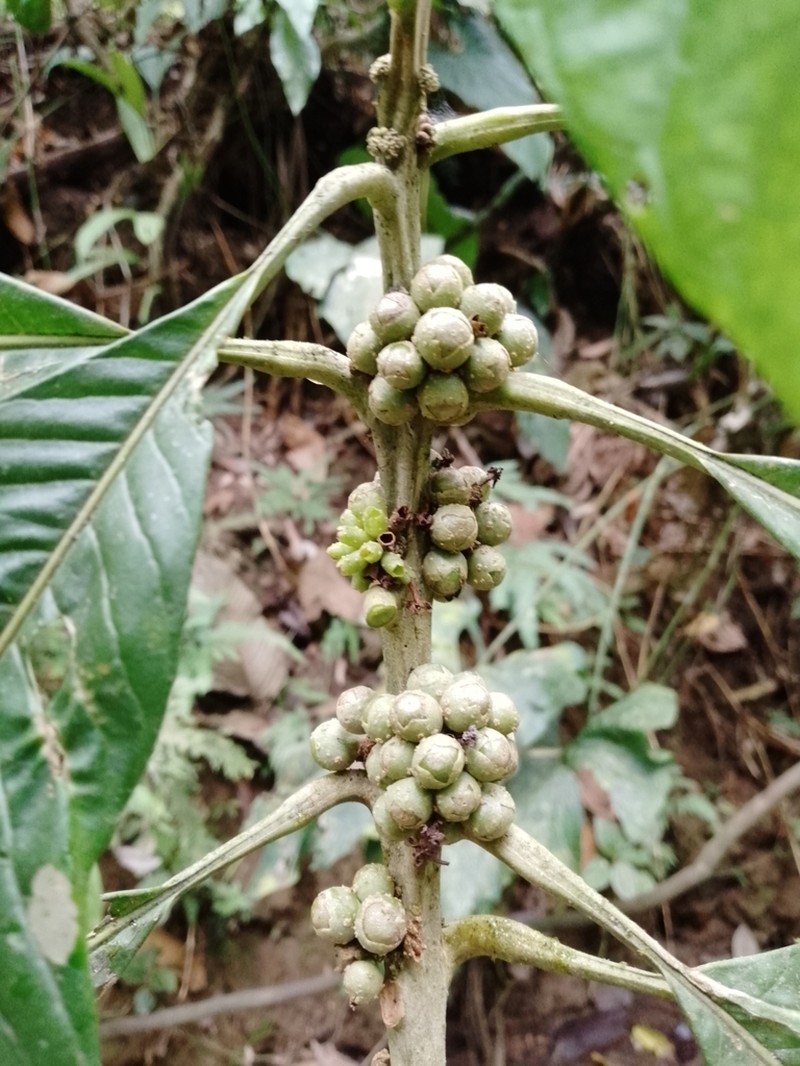 Aegiphila alba photo 5