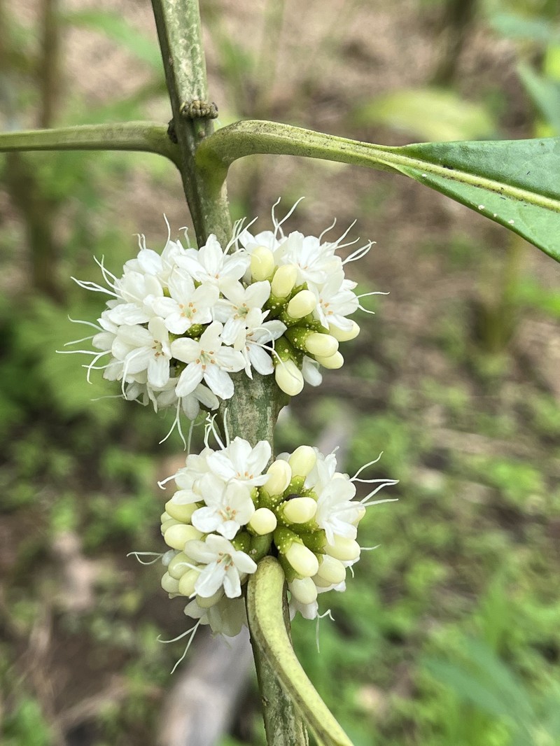 Aegiphila alba photo 6