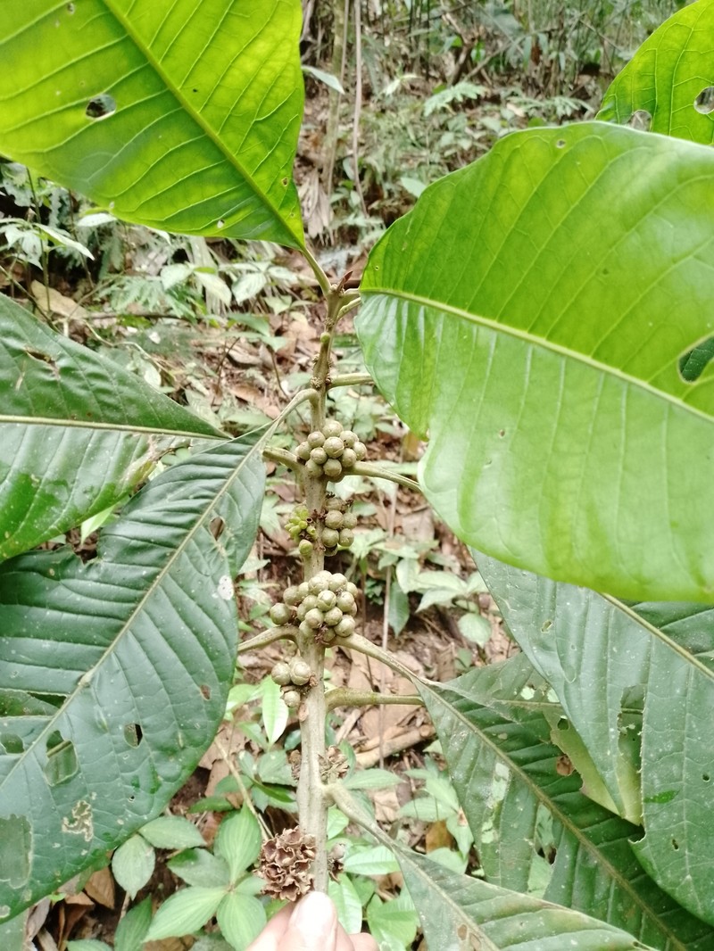 Aegiphila alba photo 7