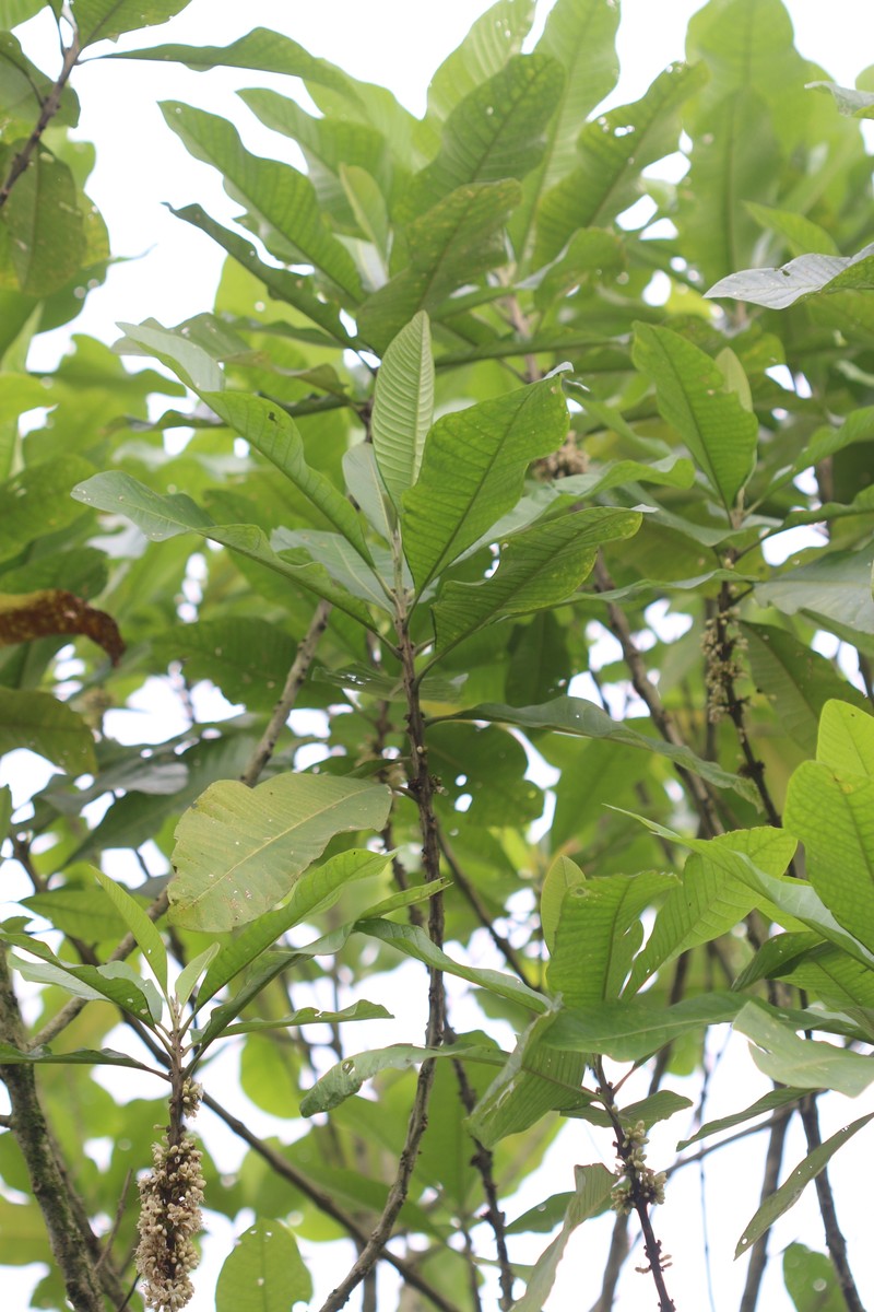 Aegiphila alba photo 8