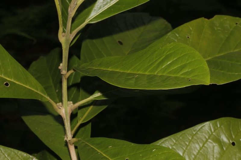 Aegiphila anomala