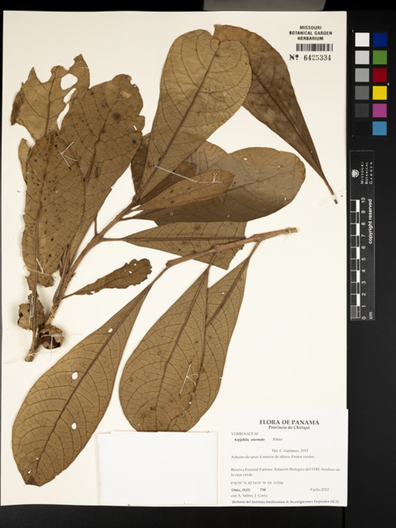 Aegiphila anomala photo 2