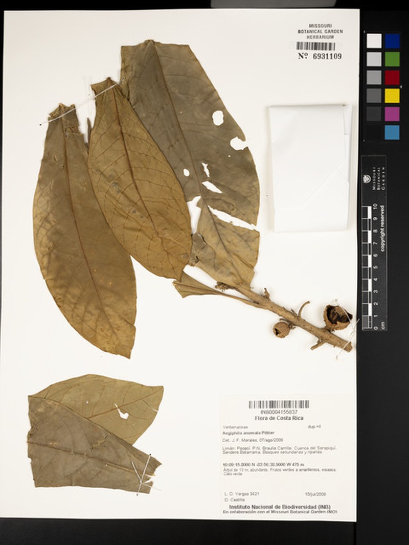 Aegiphila anomala photo 4