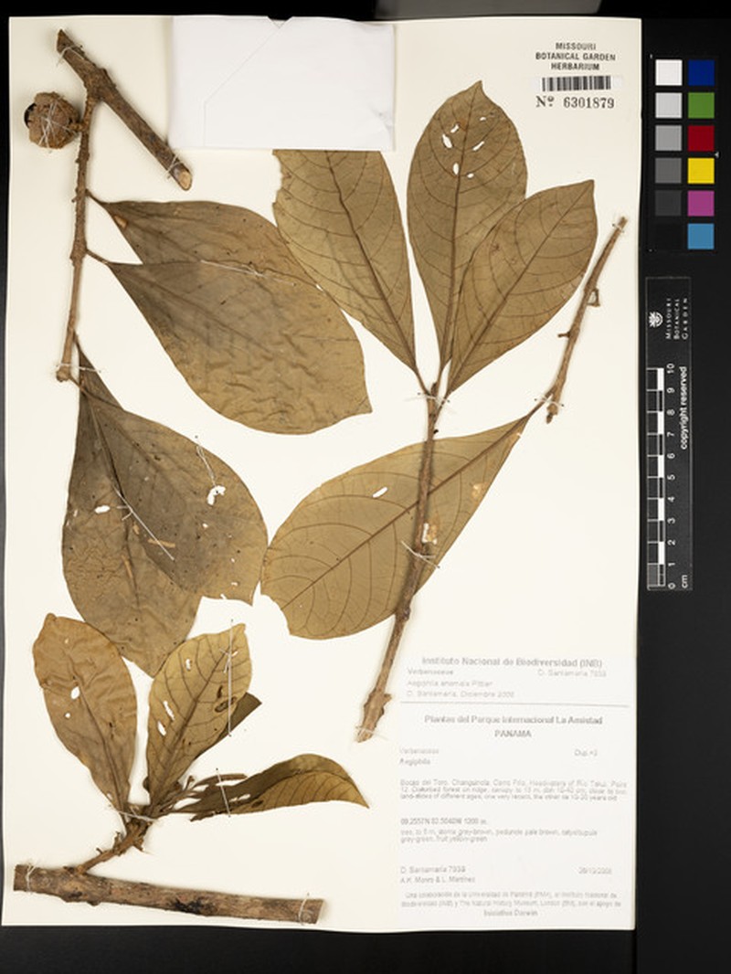 Aegiphila anomala photo 6