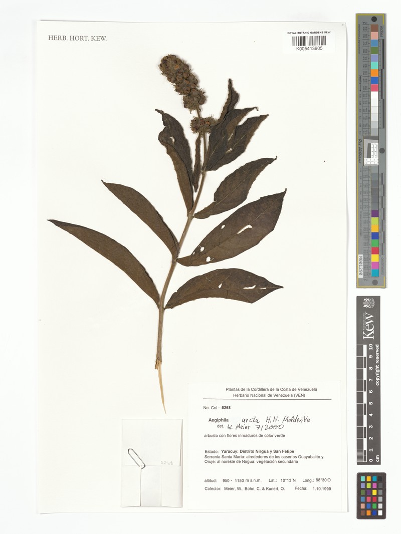 Aegiphila arcta