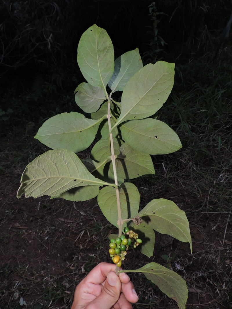 Aegiphila australis photo 2