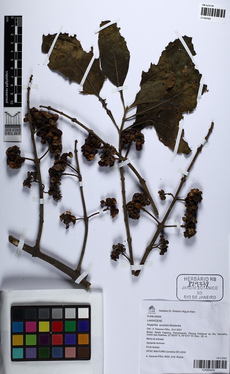 Aegiphila australis photo 3