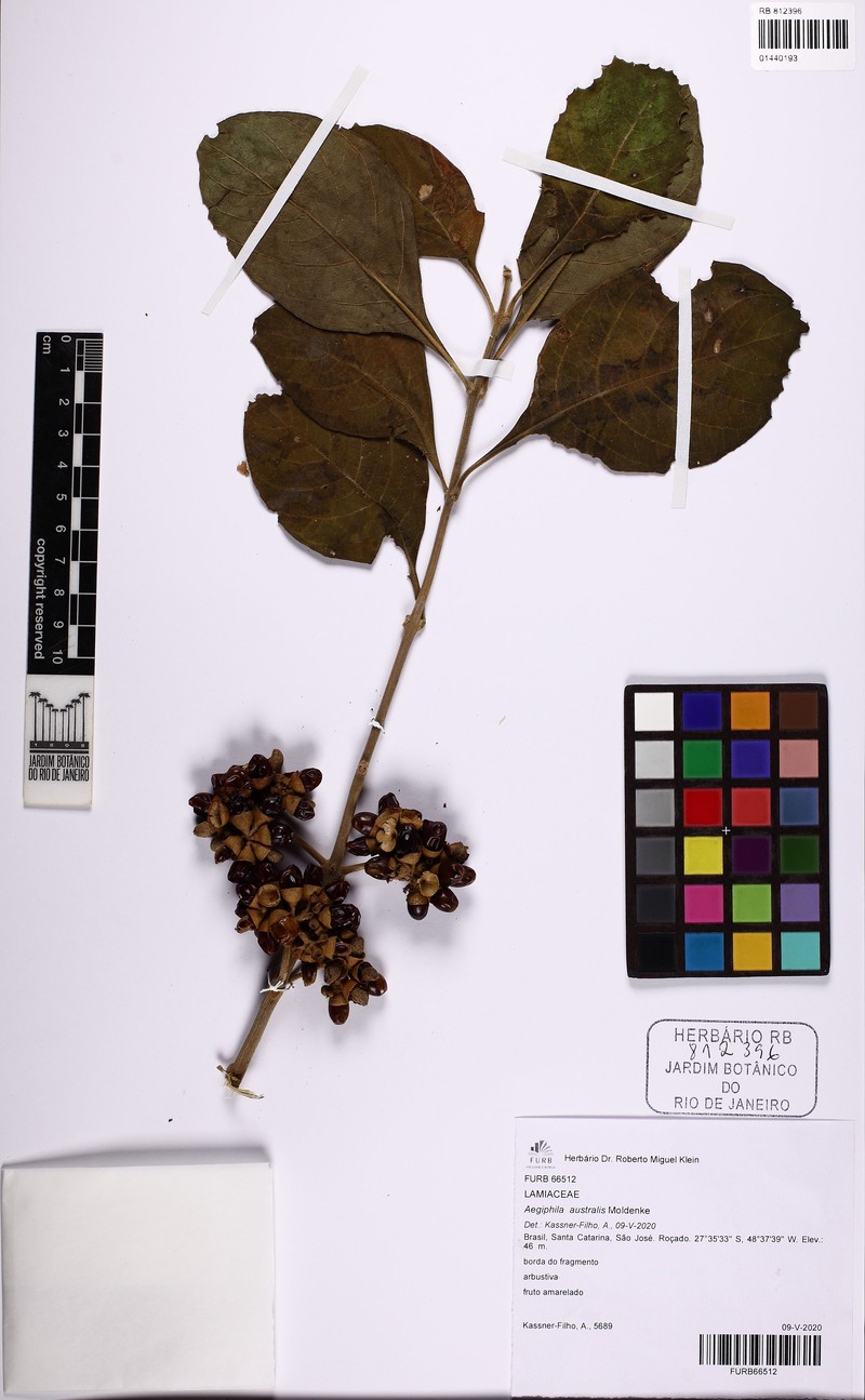Aegiphila australis photo 4