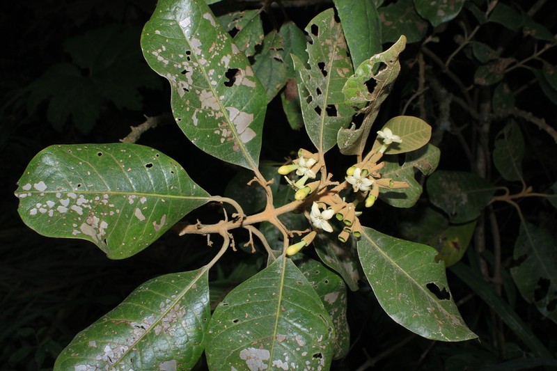 Aegiphila bogotensis