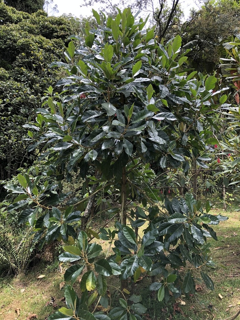 Aegiphila bogotensis photo 2
