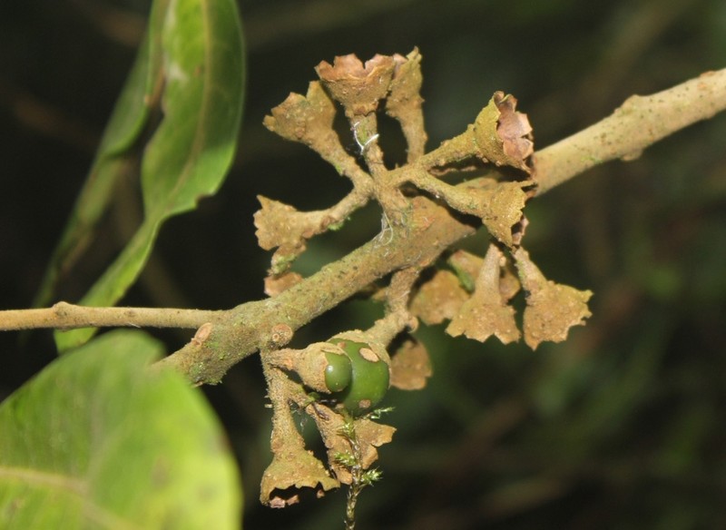 Aegiphila bogotensis photo 3