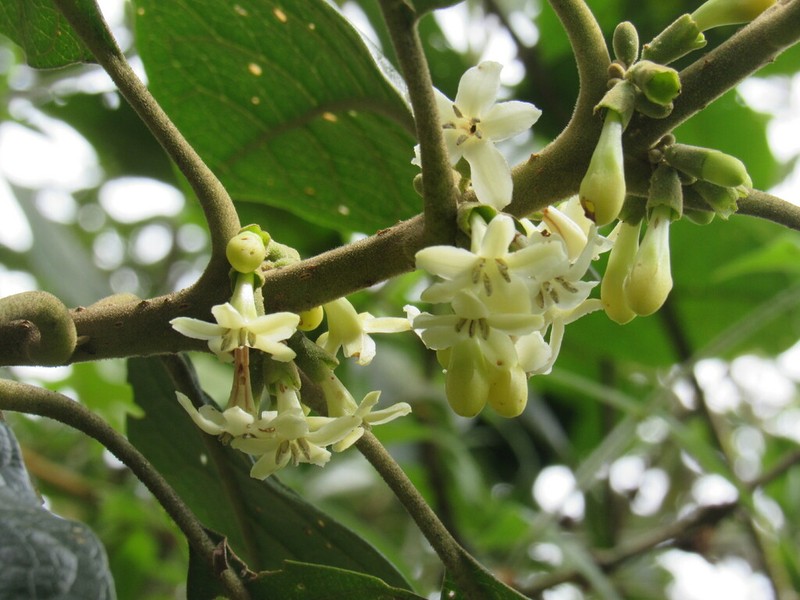 Aegiphila bogotensis photo 4