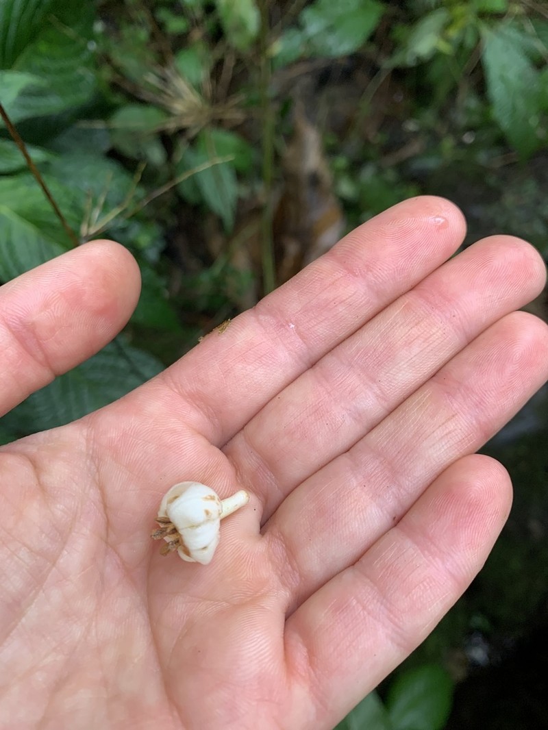 Aegiphila bogotensis photo 5