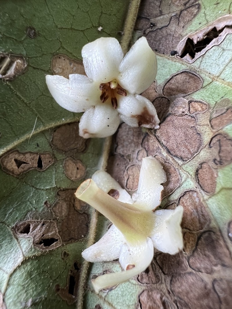 Aegiphila bogotensis photo 6