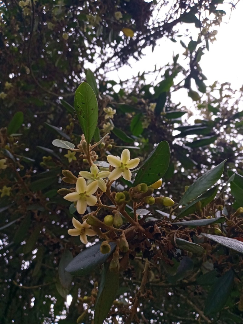 Aegiphila bogotensis photo 7