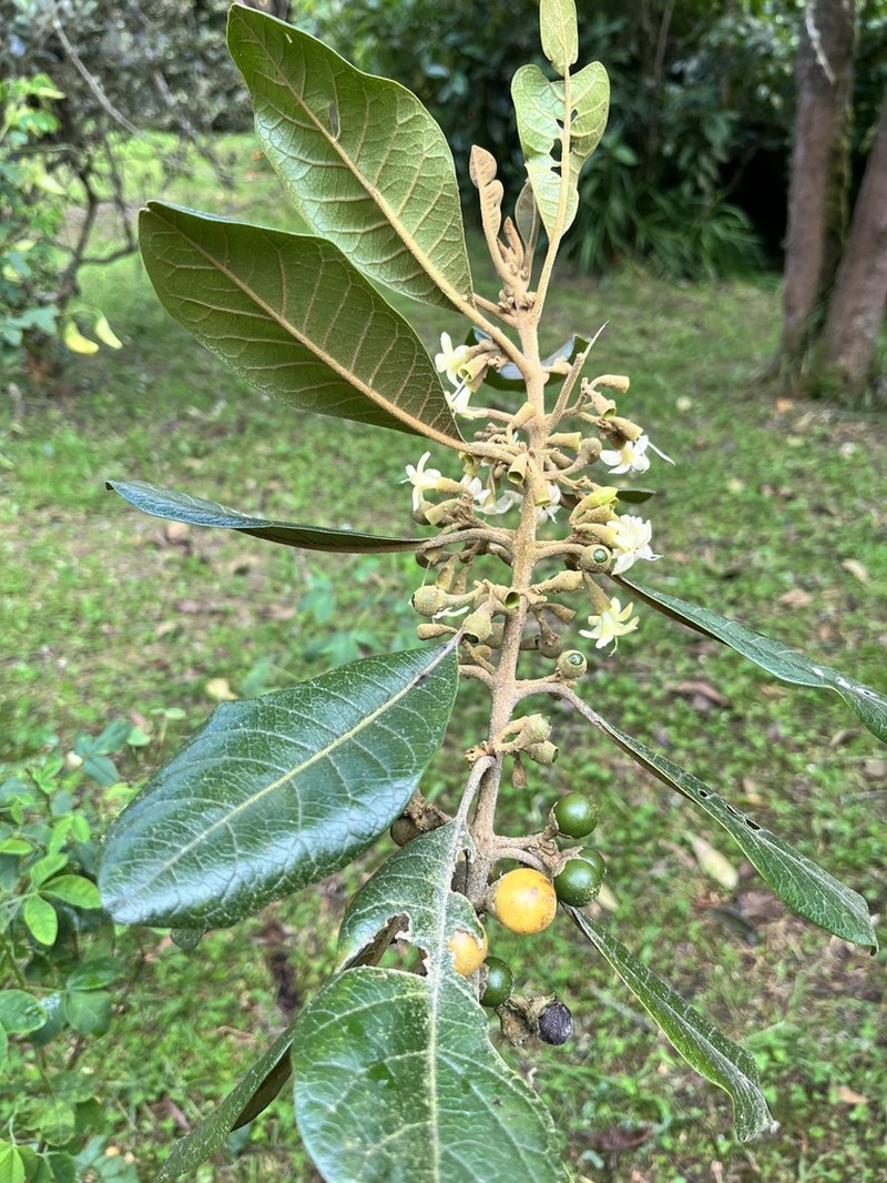 Aegiphila bogotensis photo 8