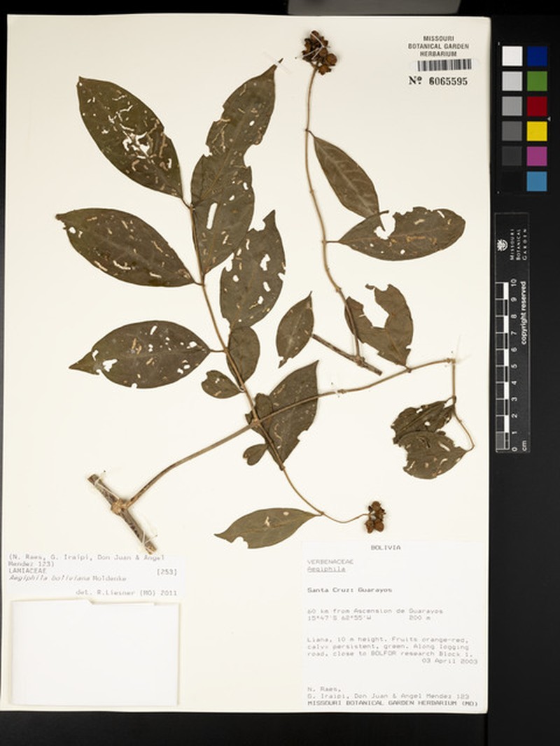 Aegiphila boliviana