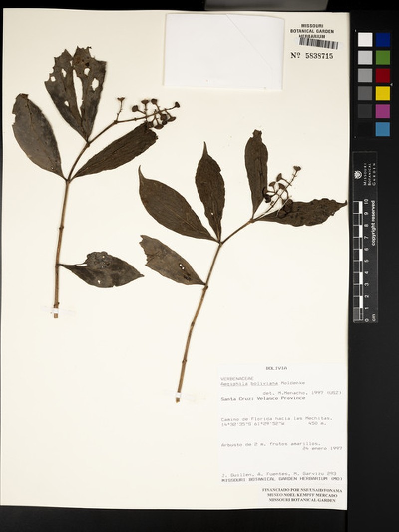 Aegiphila boliviana photo 2