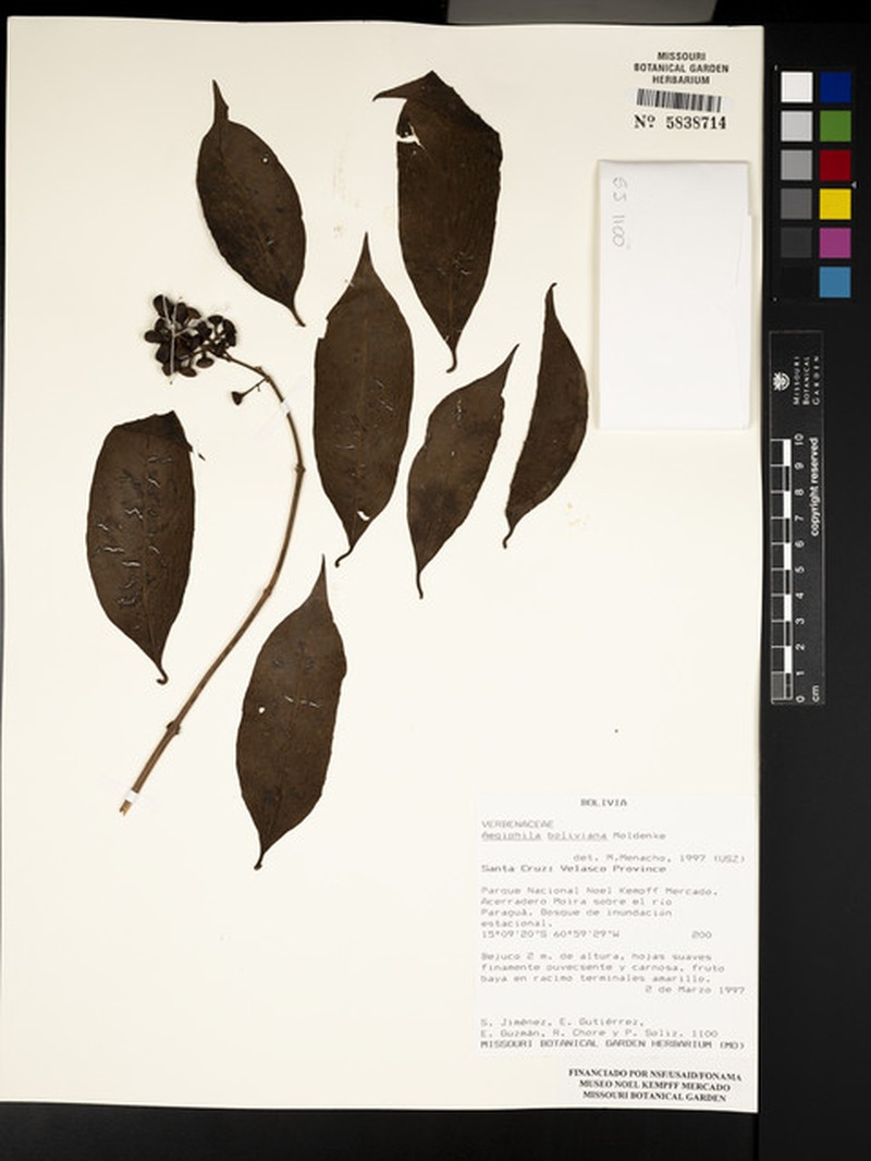 Aegiphila boliviana photo 3