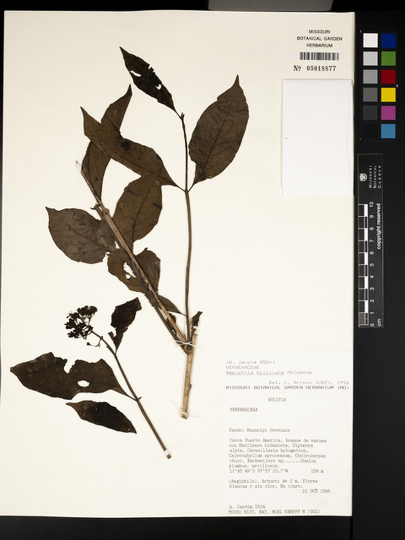 Aegiphila boliviana photo 4