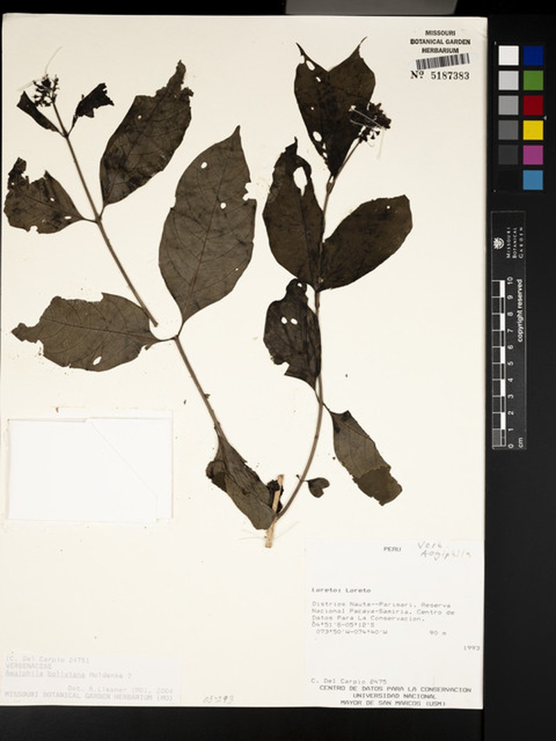 Aegiphila boliviana photo 5