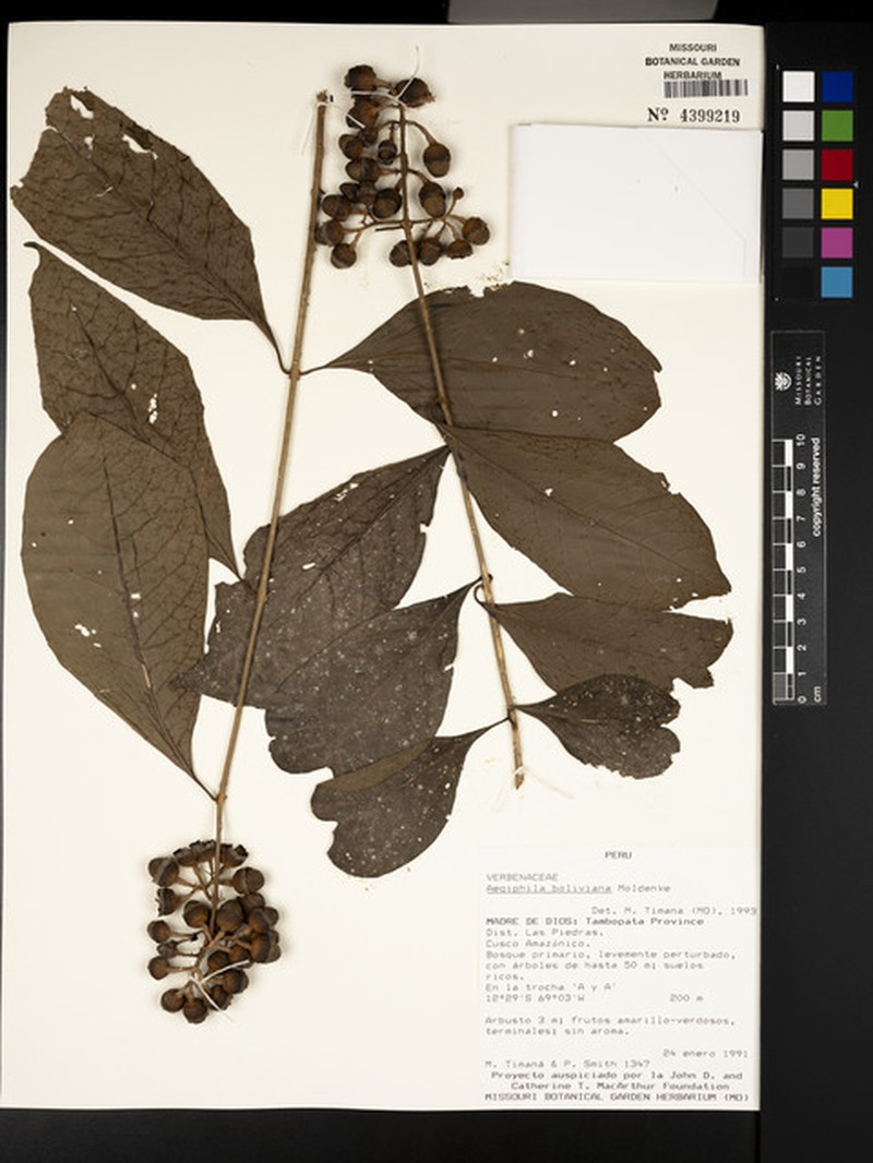 Aegiphila boliviana photo 6
