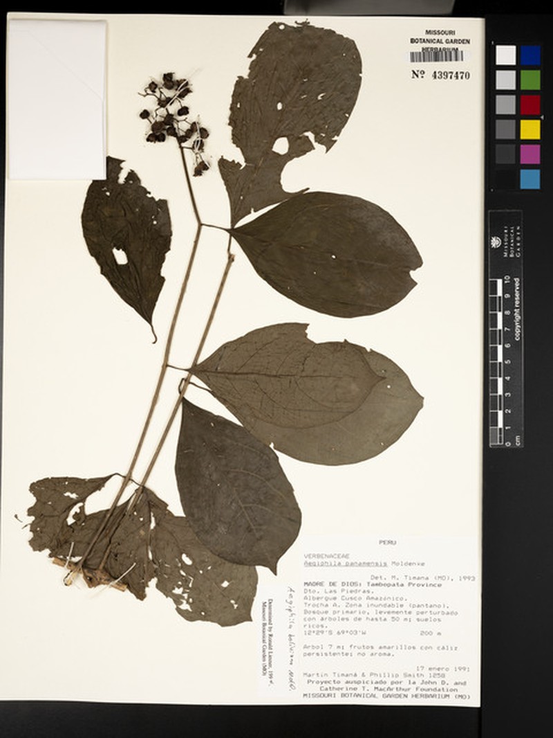 Aegiphila boliviana photo 7