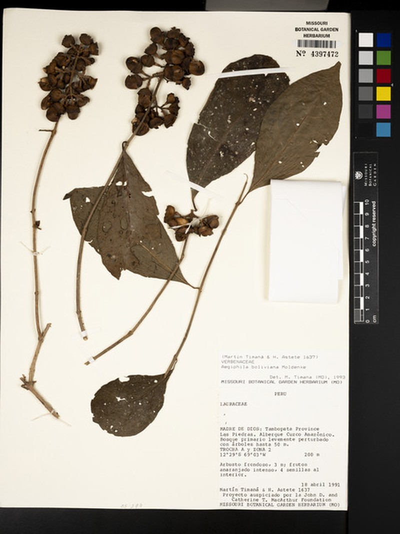 Aegiphila boliviana photo 8