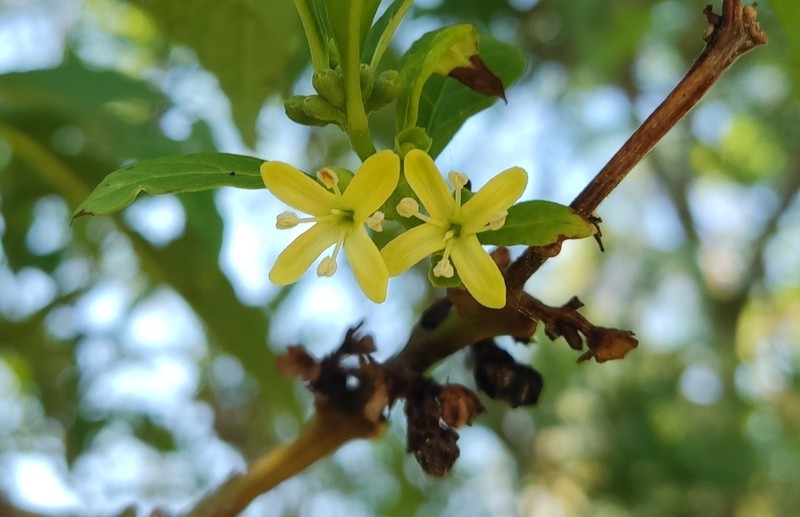Aegiphila brachiata