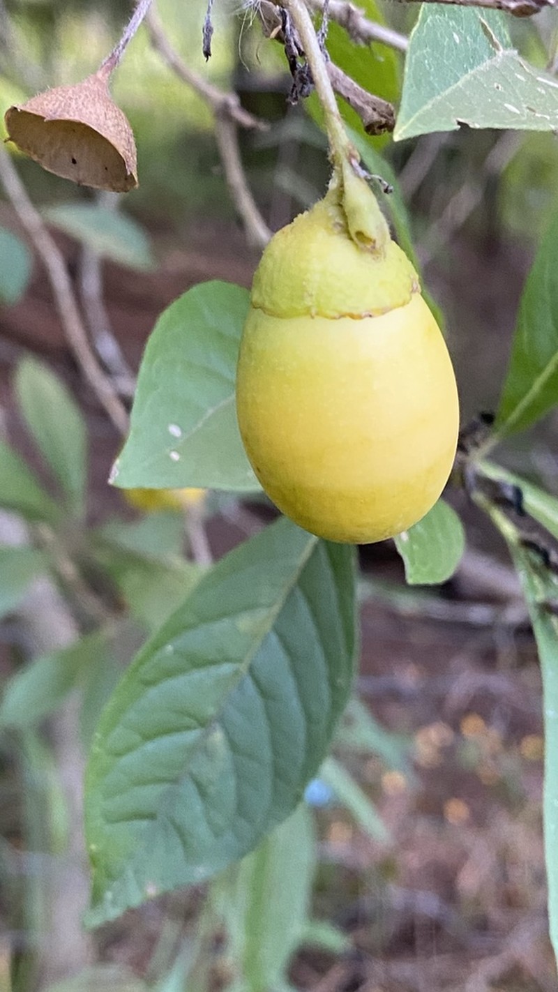 Aegiphila brachiata photo 2