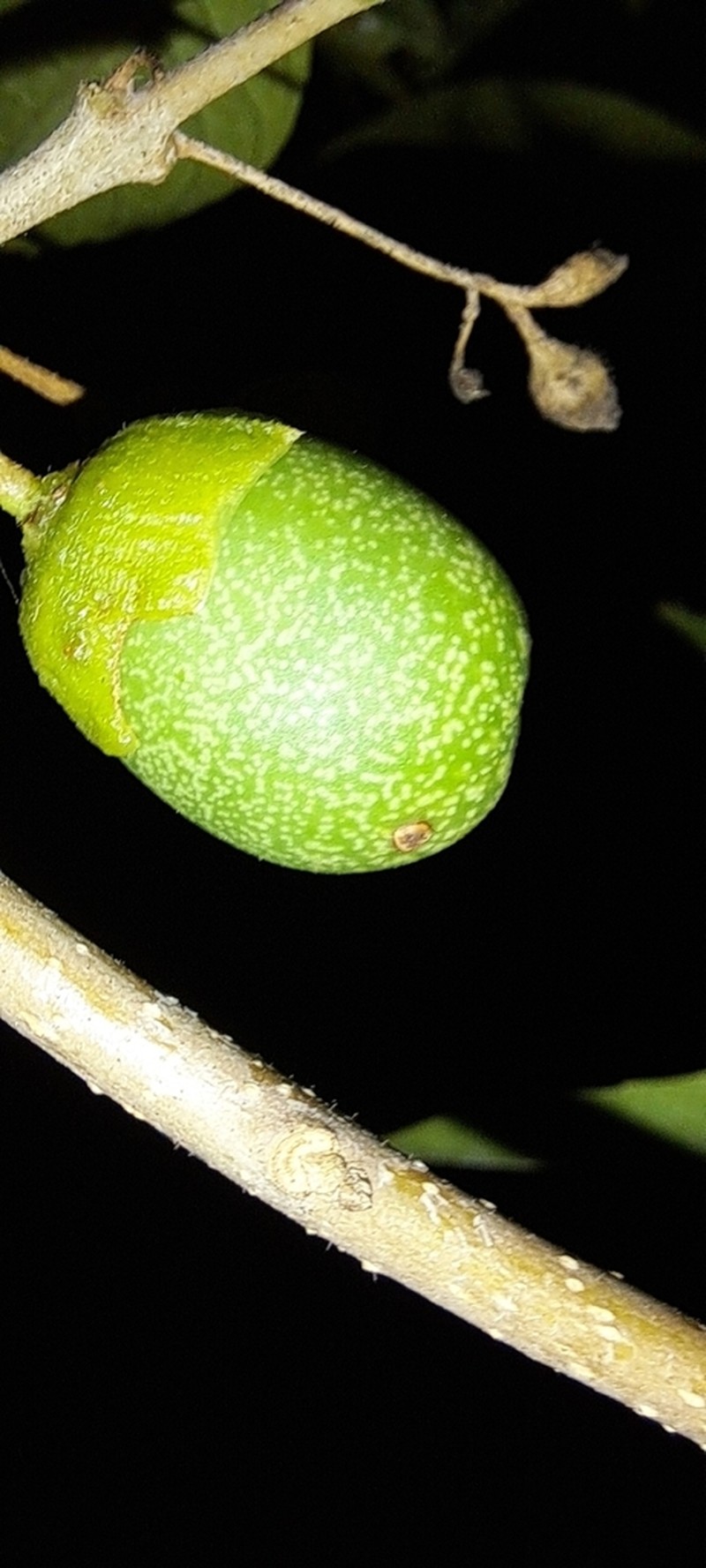 Aegiphila brachiata photo 3