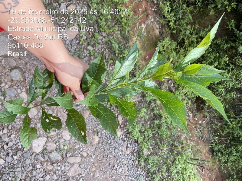 Aegiphila brachiata photo 4
