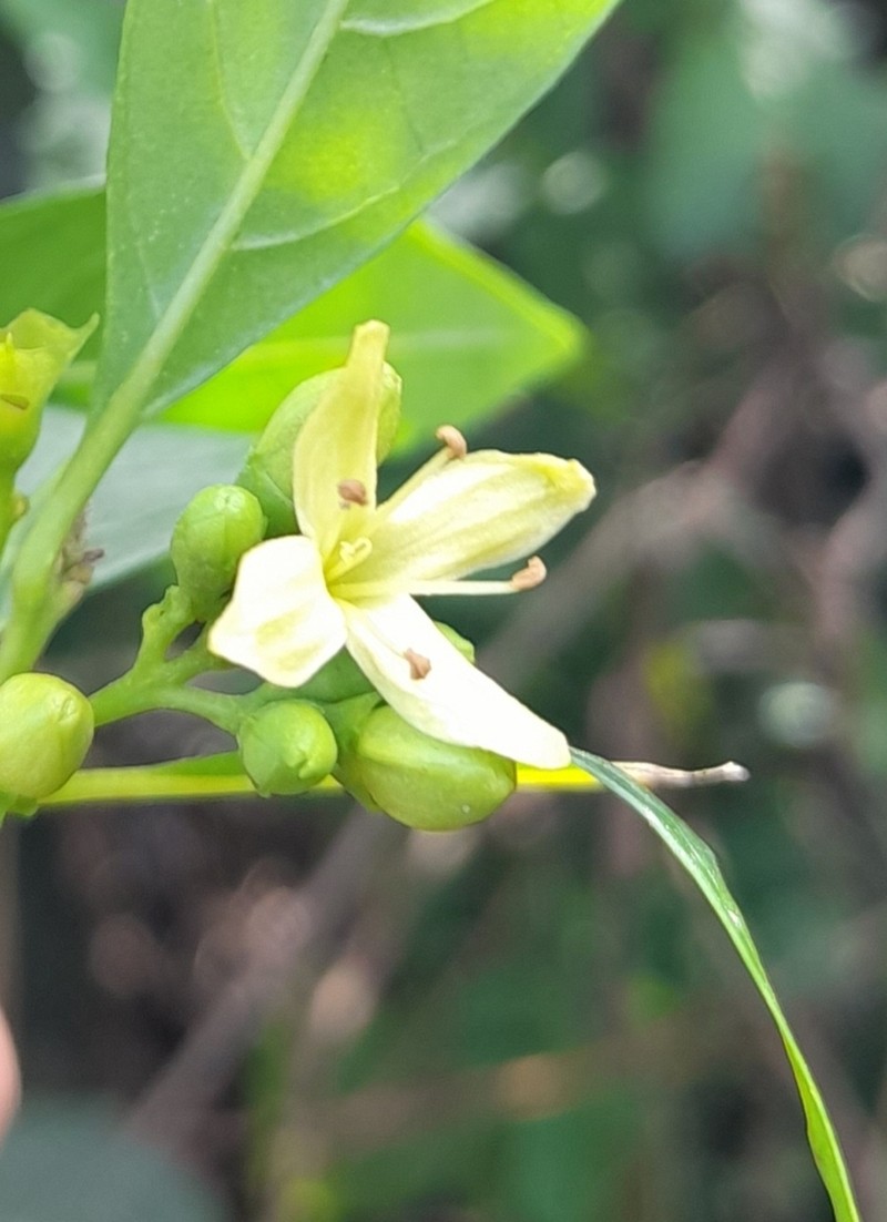 Aegiphila brachiata photo 5
