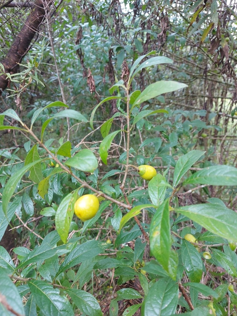 Aegiphila brachiata photo 6