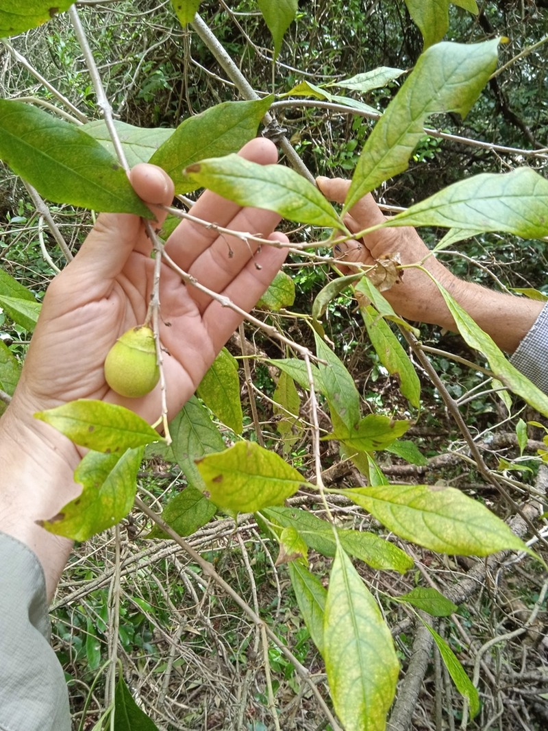 Aegiphila brachiata photo 7