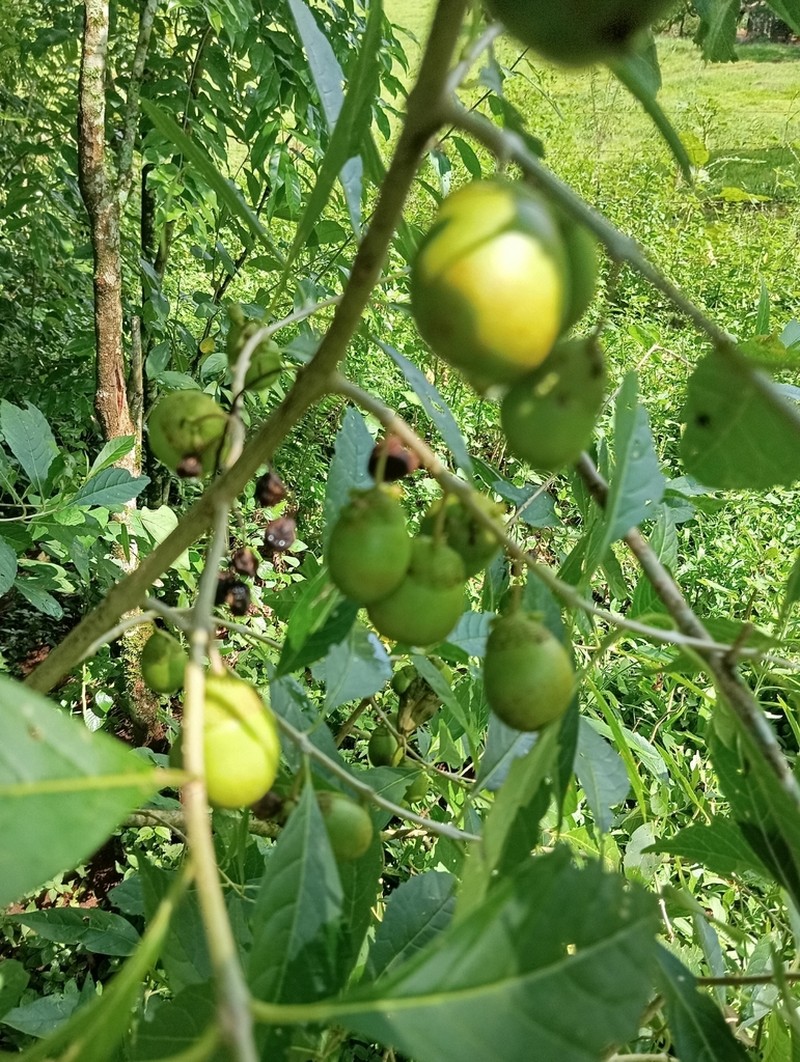 Aegiphila brachiata photo 8