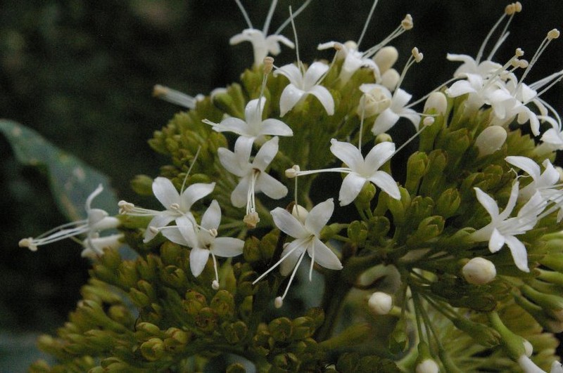 Aegiphila bracteolosa