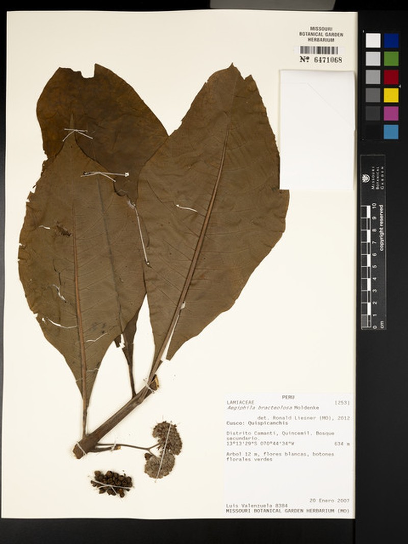 Aegiphila bracteolosa photo 2