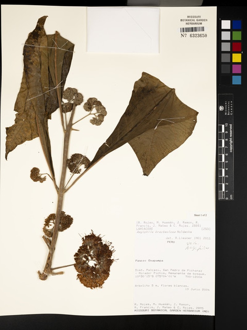 Aegiphila bracteolosa photo 3
