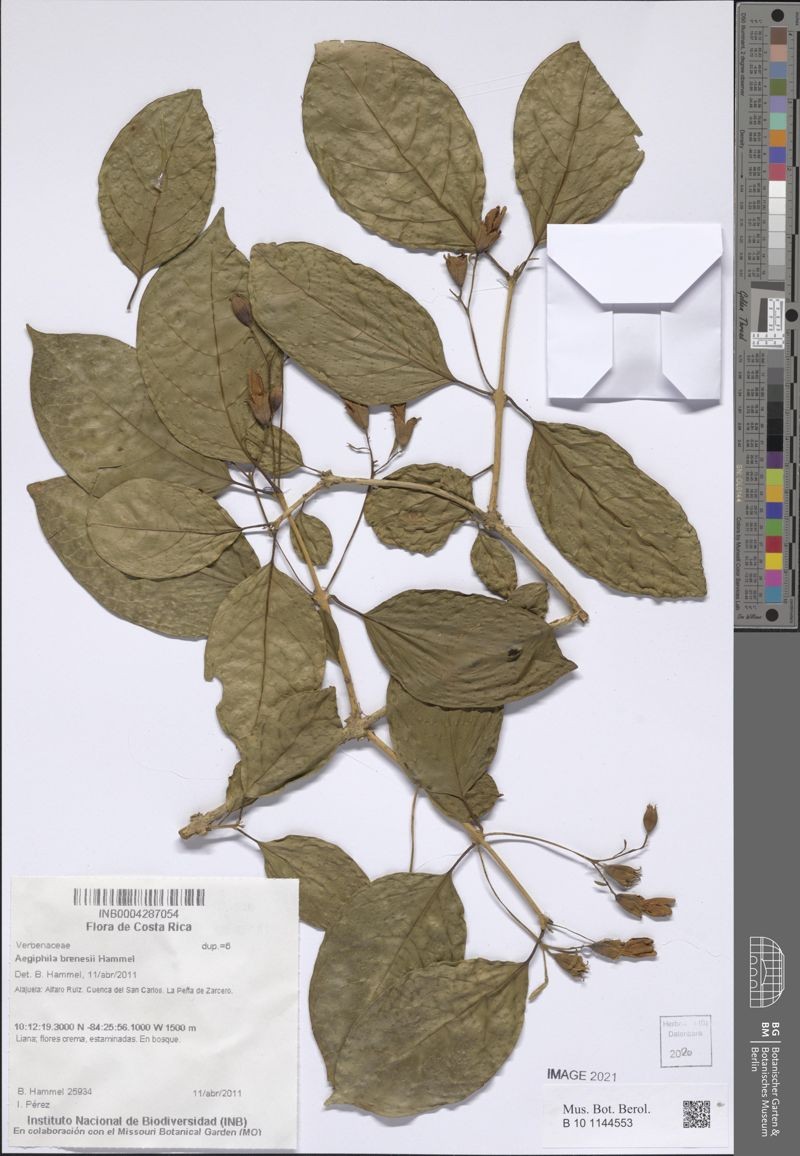 Aegiphila brenesii