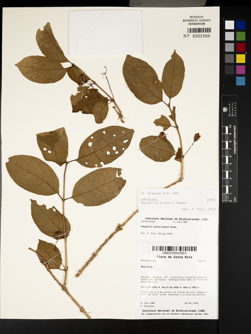 Aegiphila brenesii photo 2