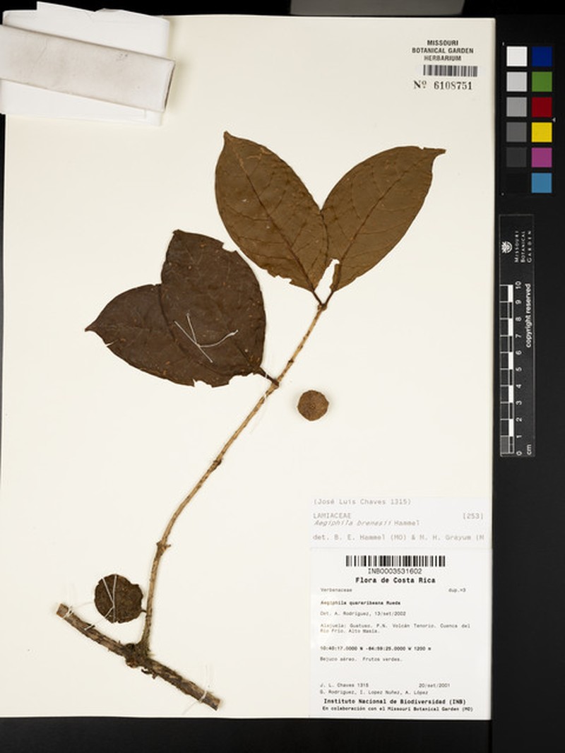 Aegiphila brenesii photo 3